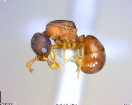 Image of Discothyrea