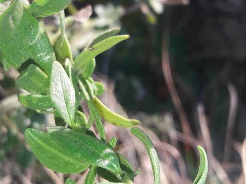 Image of Hyssopus officinalis subsp. aristatus (Godr.) Nyman