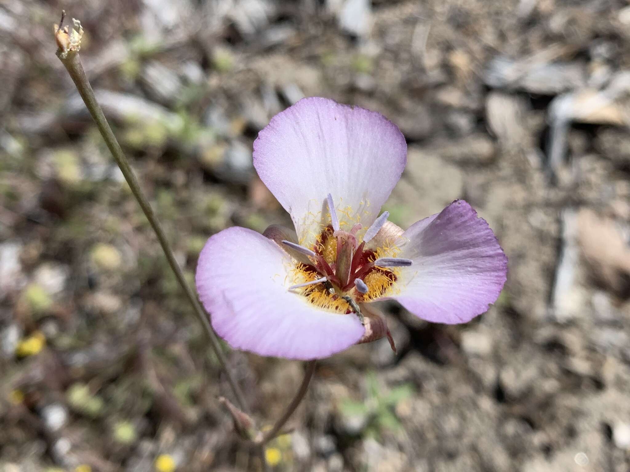 صورة Calochortus palmeri var. palmeri