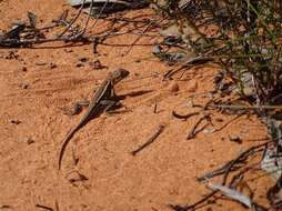 Image de Ctenophorus spinodomus Sadlier, Colgan, Beatson & Cogger 2019