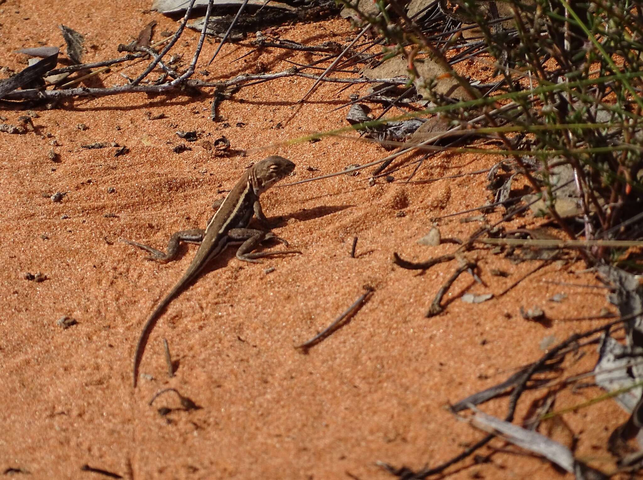 Image of Ctenophorus spinodomus Sadlier, Colgan, Beatson & Cogger 2019