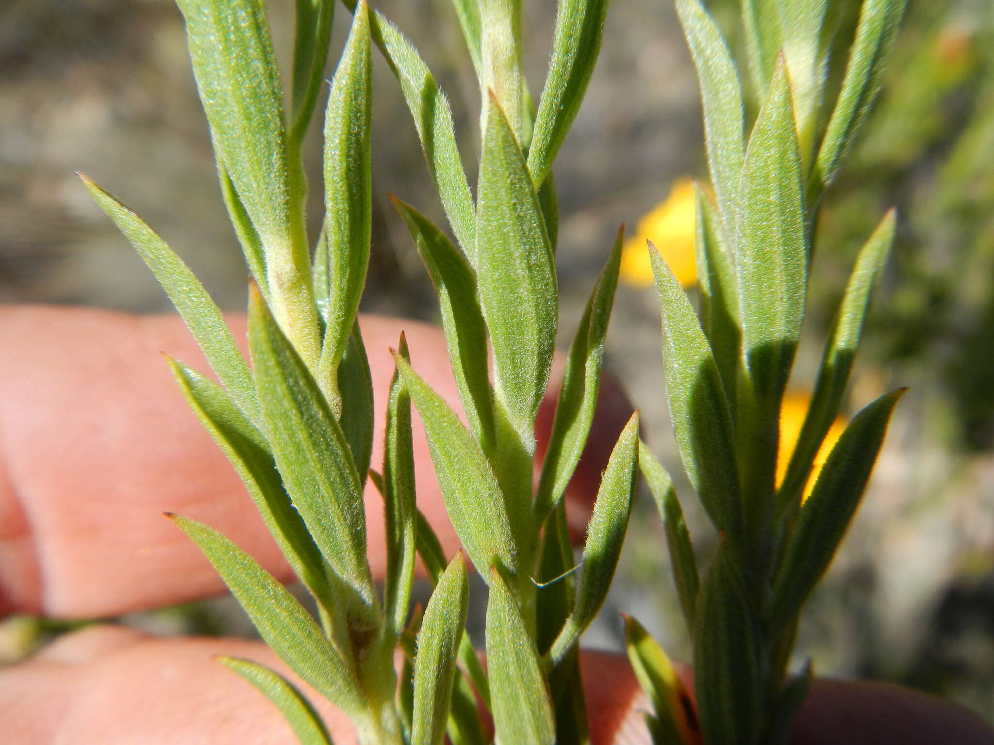 Plancia ëd Oedera speciosa (DC.) N. G. Bergh