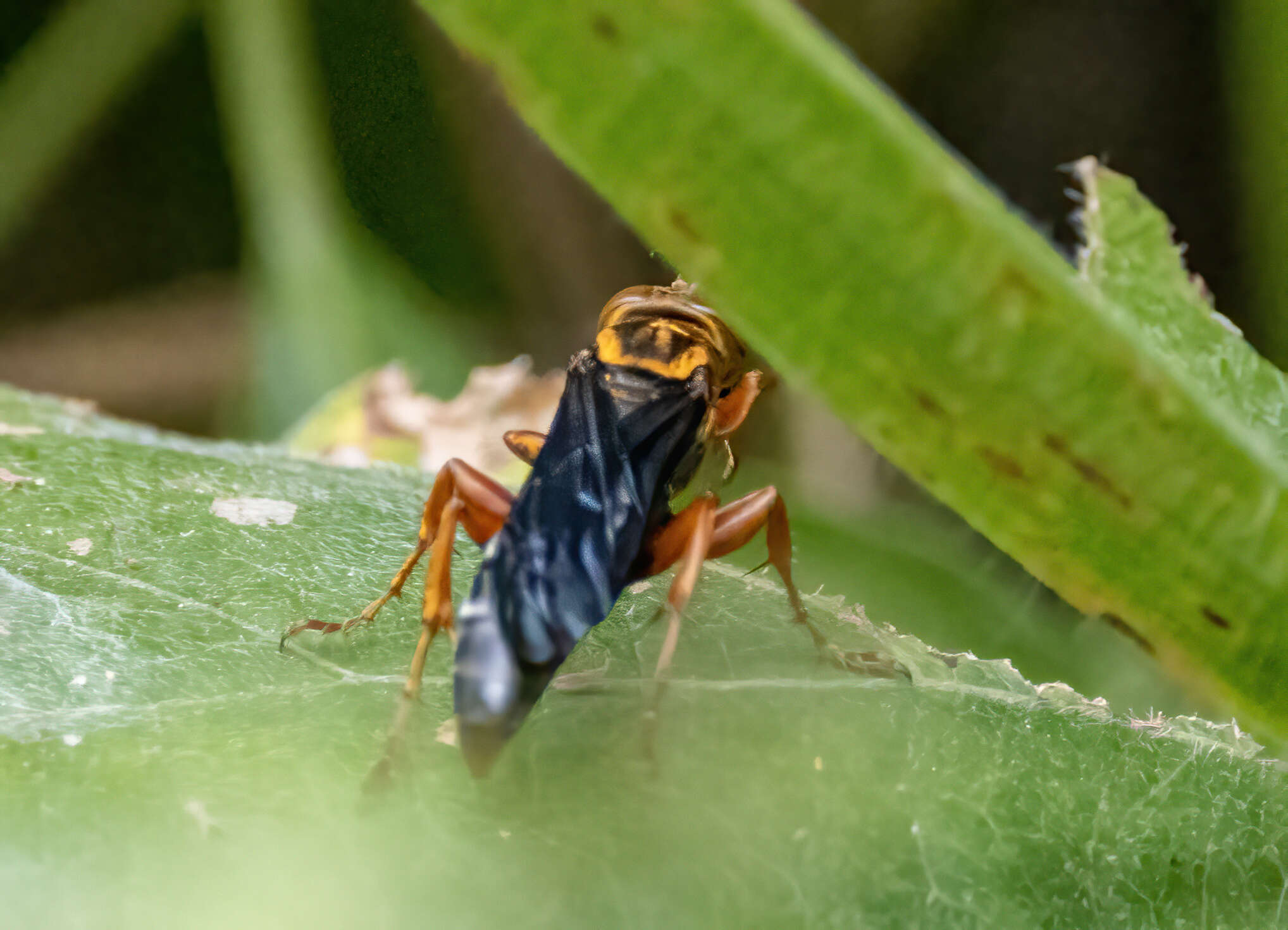 Image of Golden cricket wasp