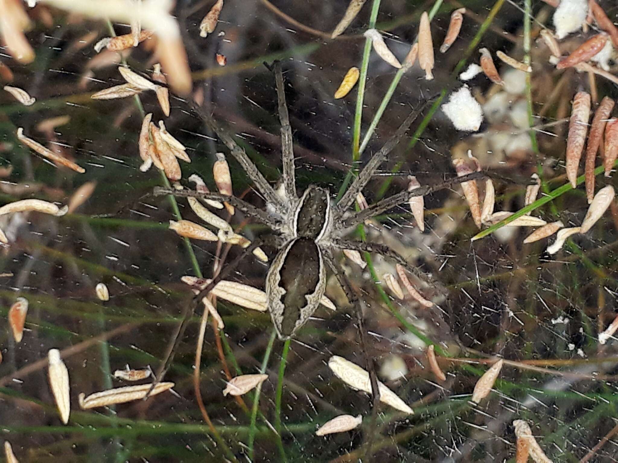 Слика од Euprosthenopsis pulchella (Pocock 1902)