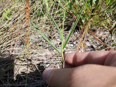 Image of Garrett's Florida pineland spurge