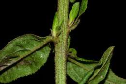 صورة Baccharis multiflora Kunth