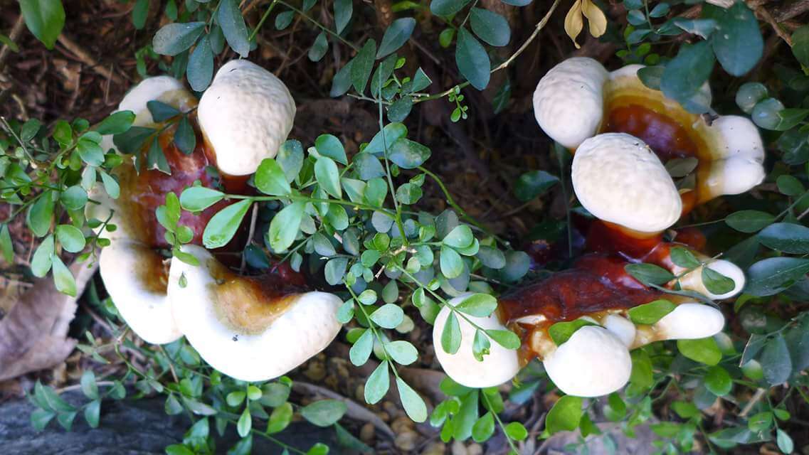 Ganoderma tropicum (Jungh.) Bres. 1910的圖片