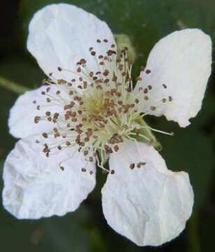 Image of Himalayan berry