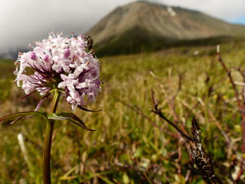 Image of Clustered Valerian