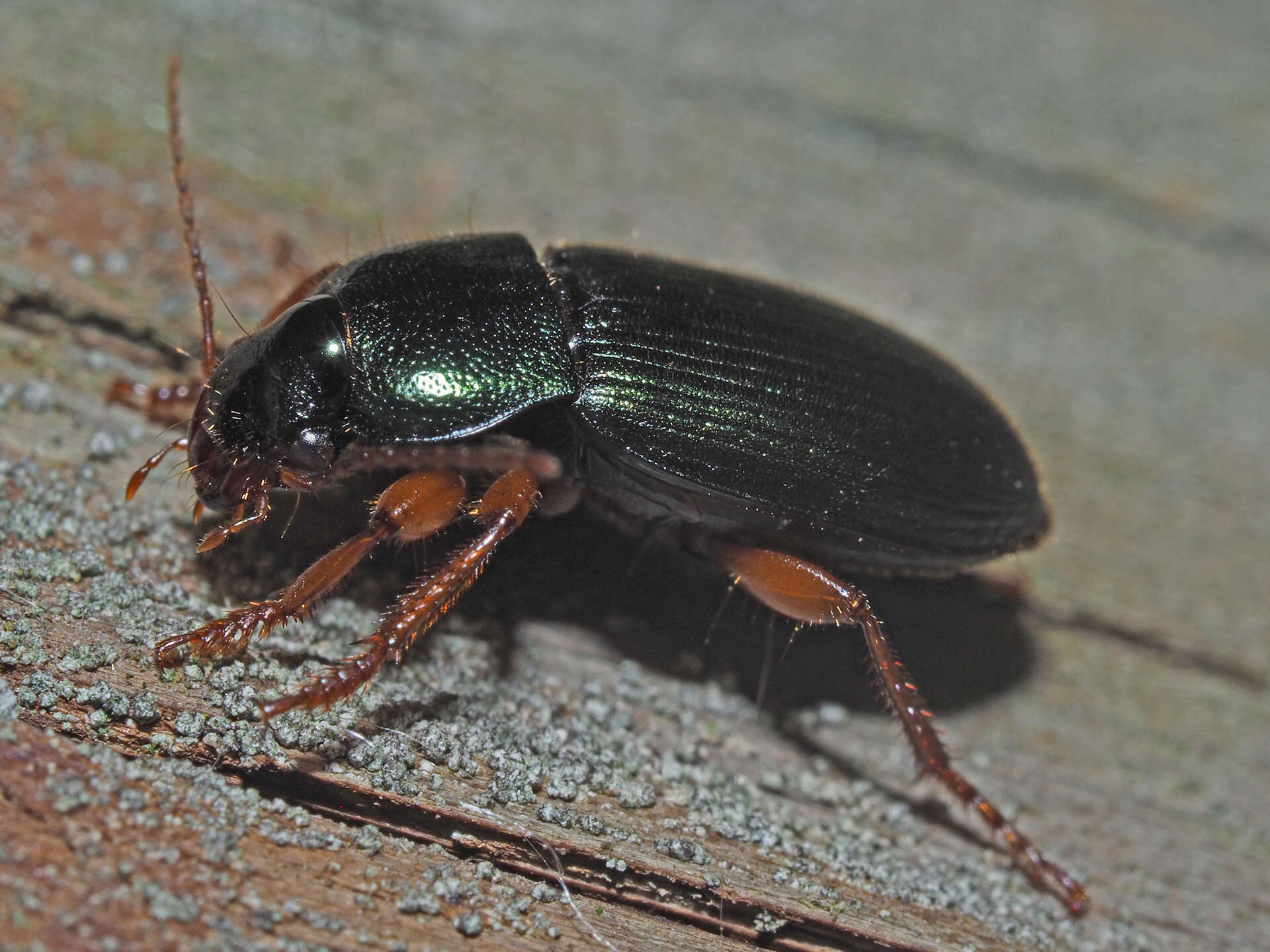 Image of Ophonus (Ophonus) laticollis Mannerheim 1825