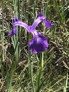 Image of savannah iris