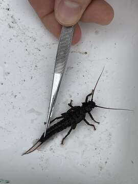 Image of Midwestern Salmonfly