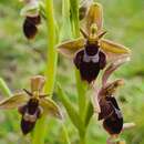 Image of Ophrys pietzschii Kümpel ex Rumsey & H. J. Crouch