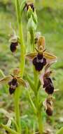 Image of Ophrys pietzschii Kümpel ex Rumsey & H. J. Crouch