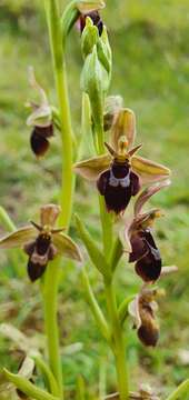 Image of Ophrys pietzschii Kümpel ex Rumsey & H. J. Crouch