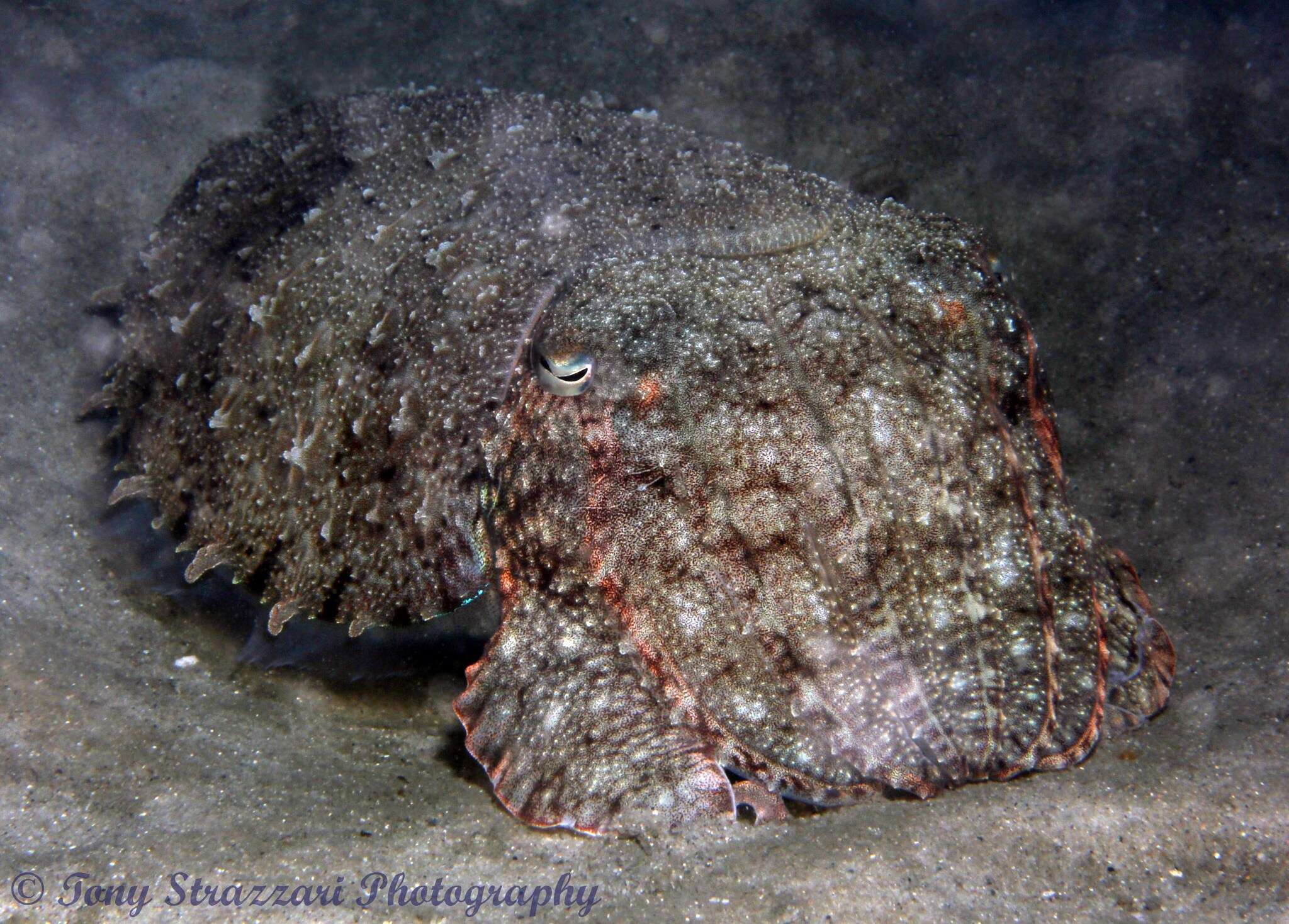 Image of Whitley’s cuttlefish