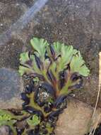 Image of Marchantia plicata Nees & Mont.