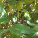 Слика од Frangula alnus subsp. baetica (Willk. & Reverchon) Rivas Goday ex J. A. Devesa