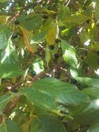 Image of Frangula alnus subsp. baetica (Willk. & Reverchon) Rivas Goday ex J. A. Devesa