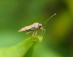 Plerochila australis (Distant 1904) resmi