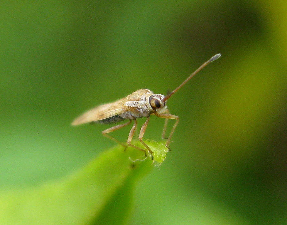 Plerochila australis (Distant 1904) resmi