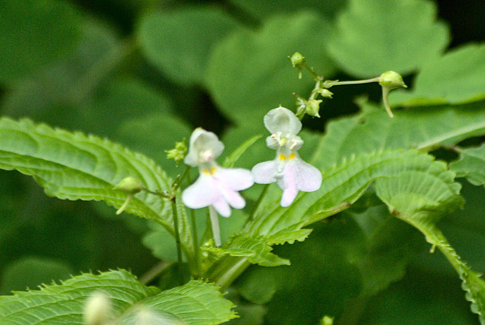 Image of Impatiens scullyi Hook. fil.