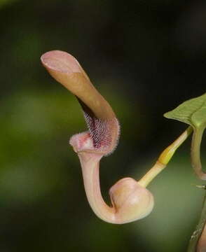 Image de Aristolochia indica L.