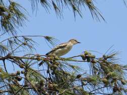 Image of White-shouldered Triller