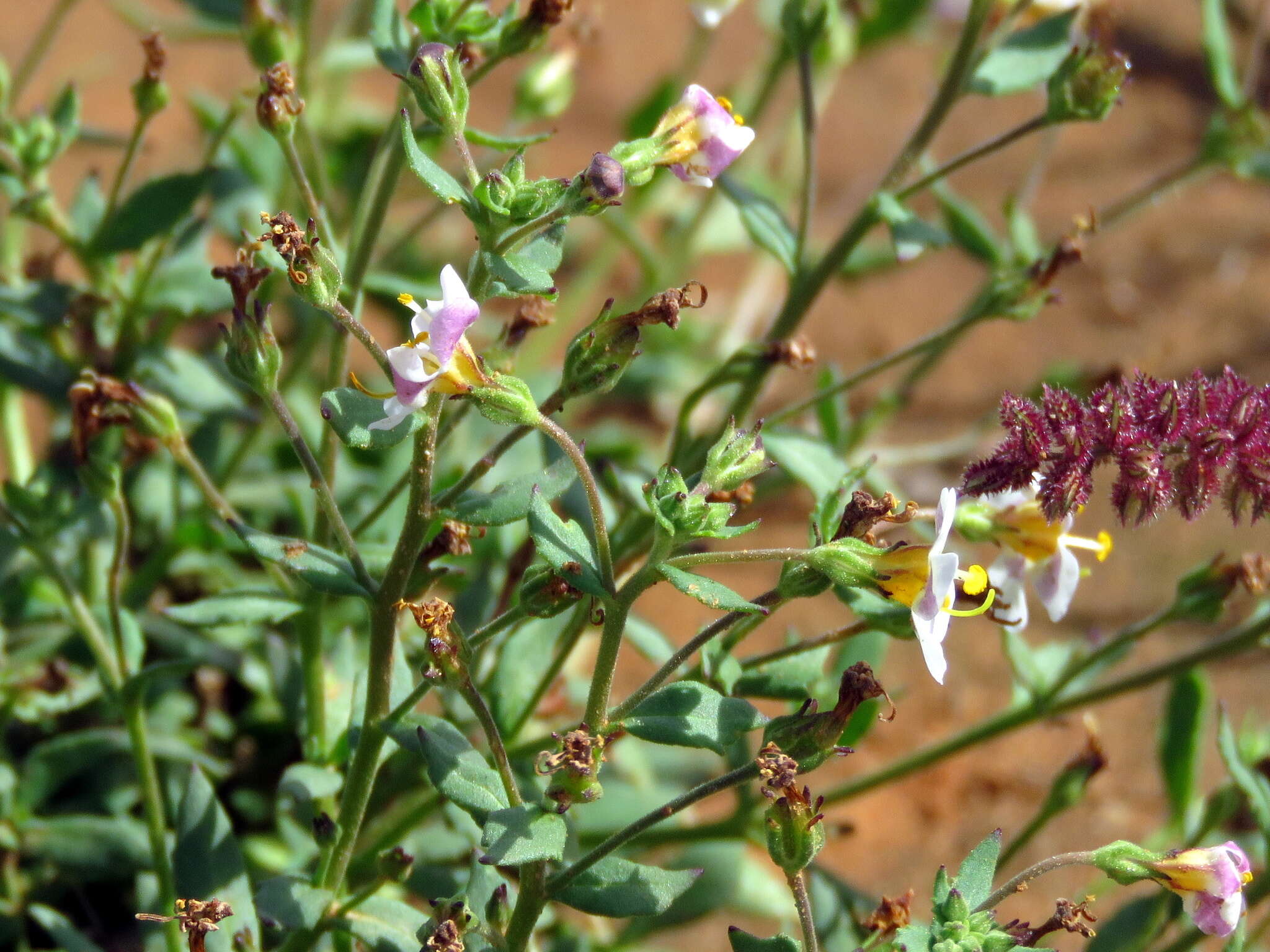 Image of Sutera halimifolia (Benth.) Kuntze