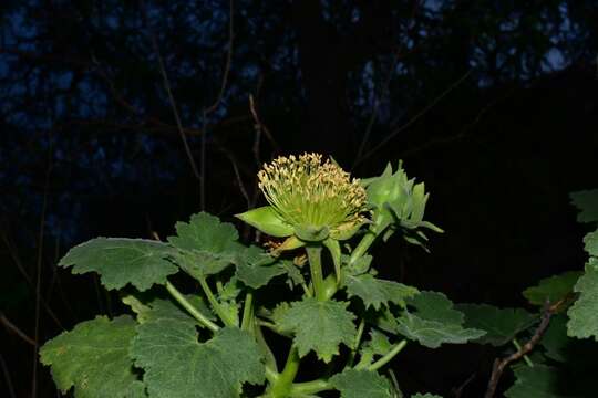 Image of Eucnide grandiflora Rose