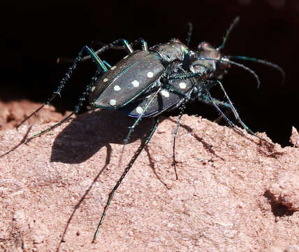 Image of Cicindela (Cicindelidia) ocellata rectilatera Chaudoir 1843