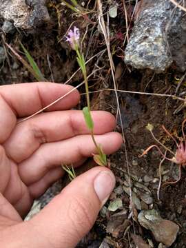 Plancia ëd Valeriana ciliosa (Greene) Byng & Christenh.