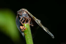 Ricania quadrimaculata Kato 1933的圖片