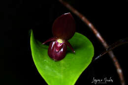 Image of Pleurothallis scotinantha