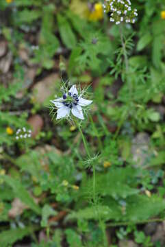 Plancia ëd Nigella