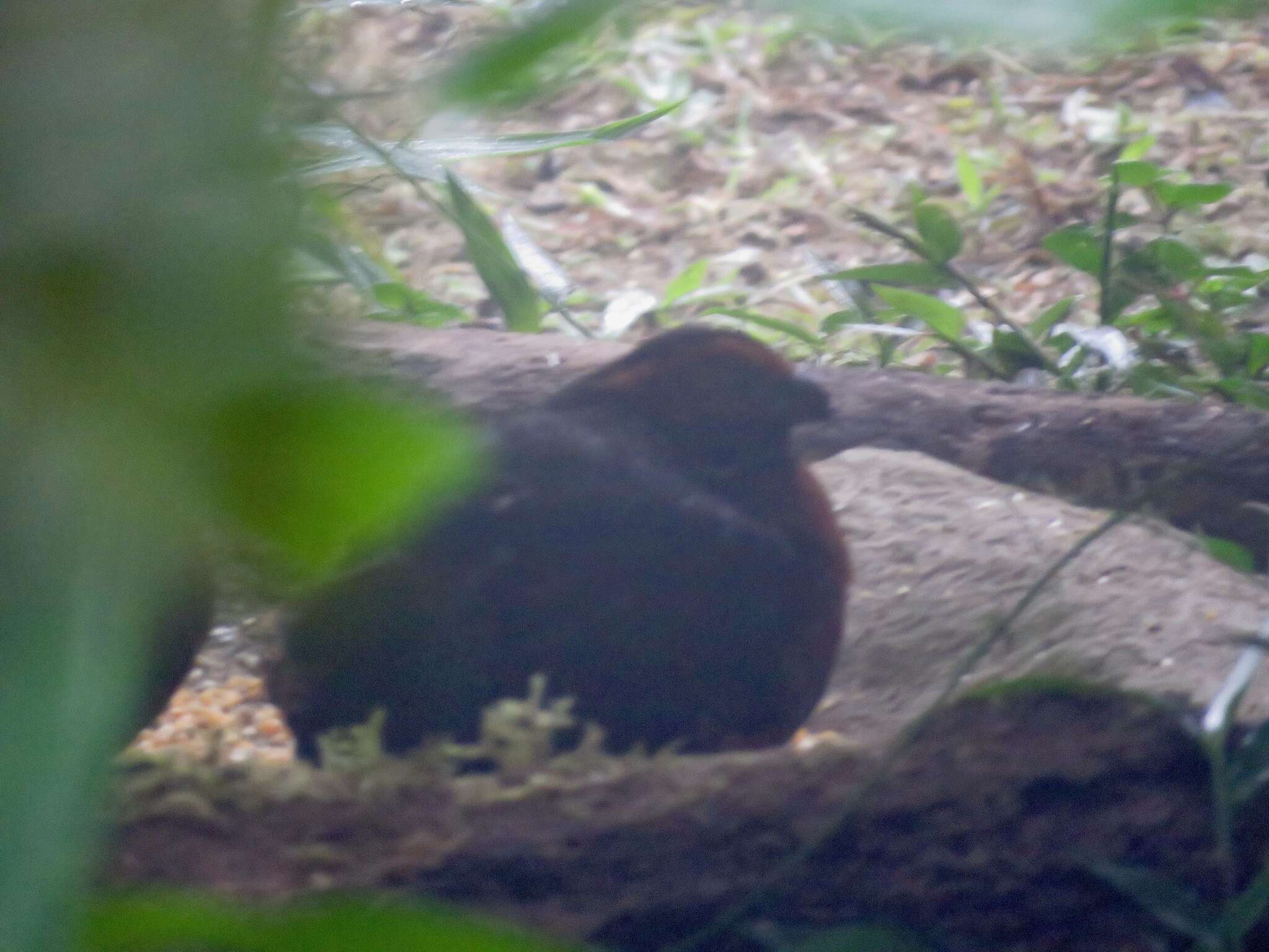 Image of Rufous-fronted Wood Quail