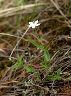 Plancia ëd Moehringia umbrosa (Bunge) Fenzl