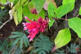 Image of Salvia wagneriana Pol.