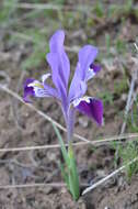Image of Kolpakowski's Iris