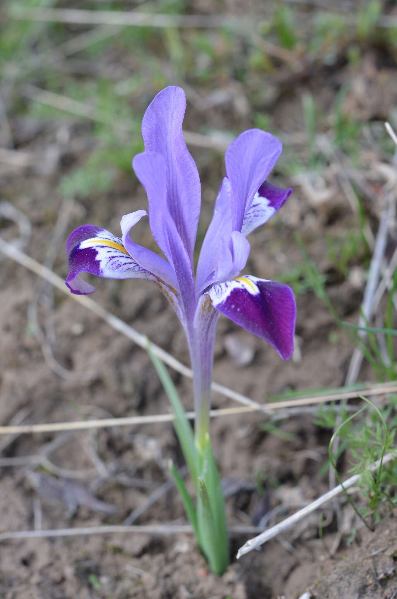 Plancia ëd Iris kolpakowskiana Regel