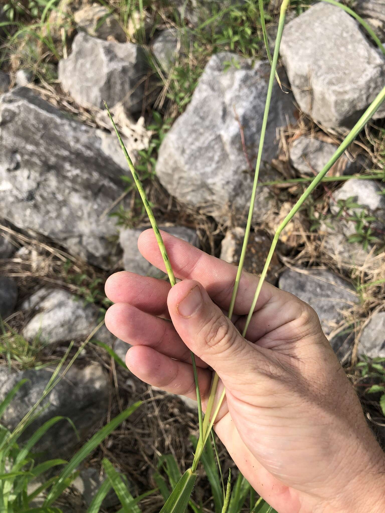 Image of itchgrass