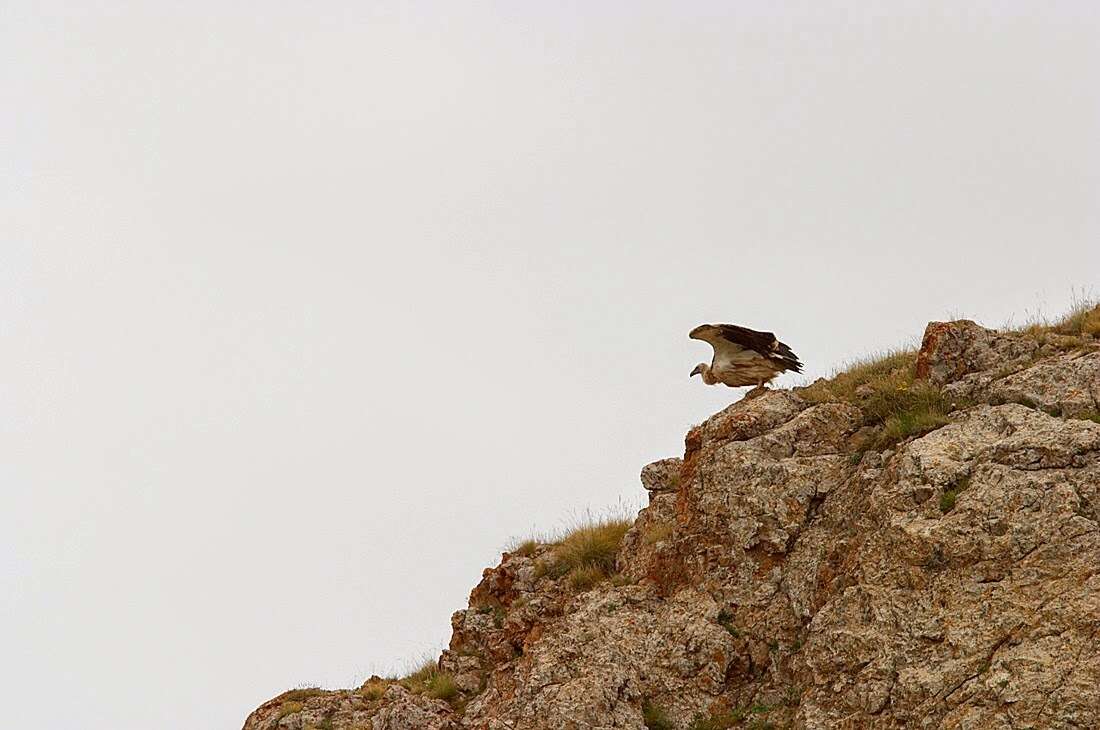 Image of Himalayan Griffon