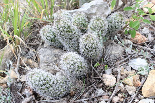 Image of Mammillaria sphacelata subsp. sphacelata