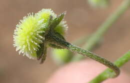 Image of Cynoglossum hispidum Thunb.