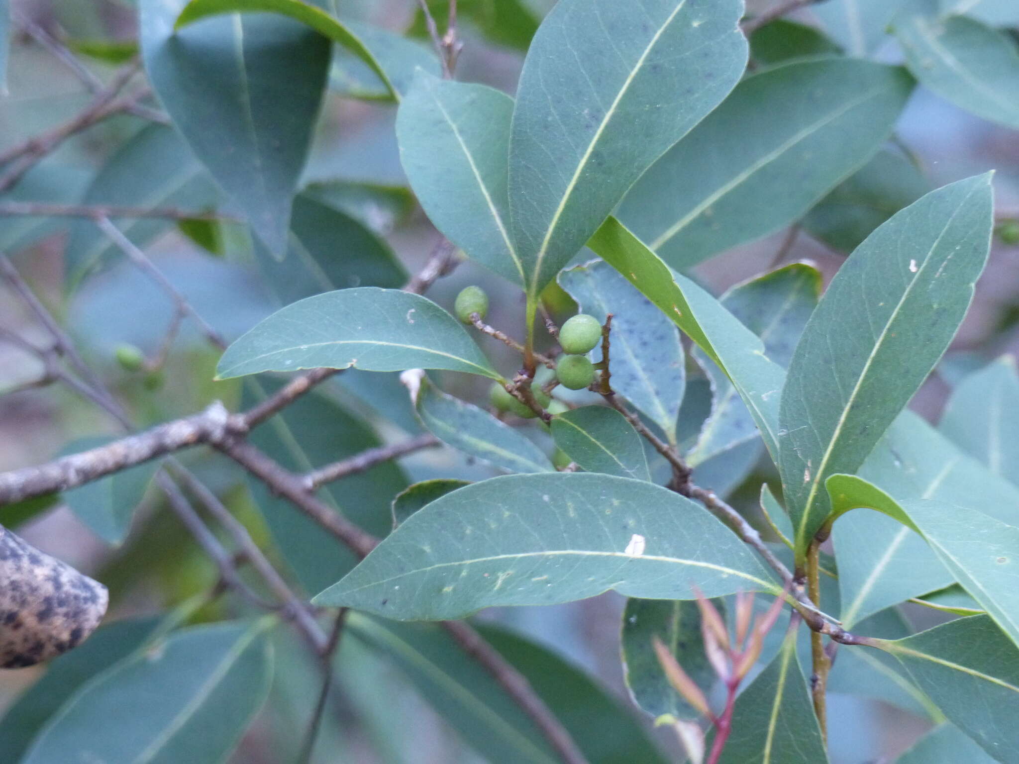 صورة Notelaea venosa F. Muell.