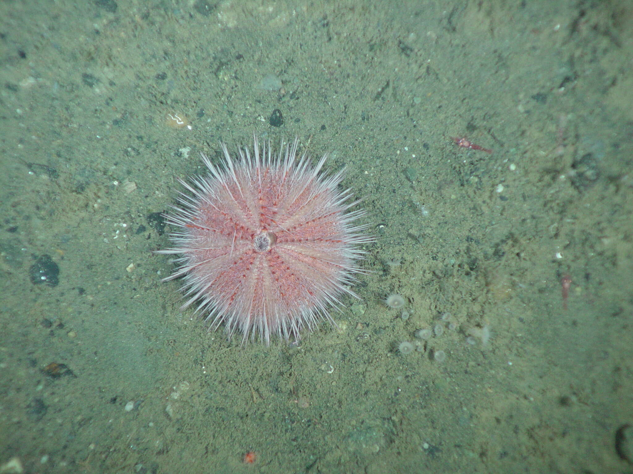 Imagem de Strongylocentrotus fragilis Jackson 1912