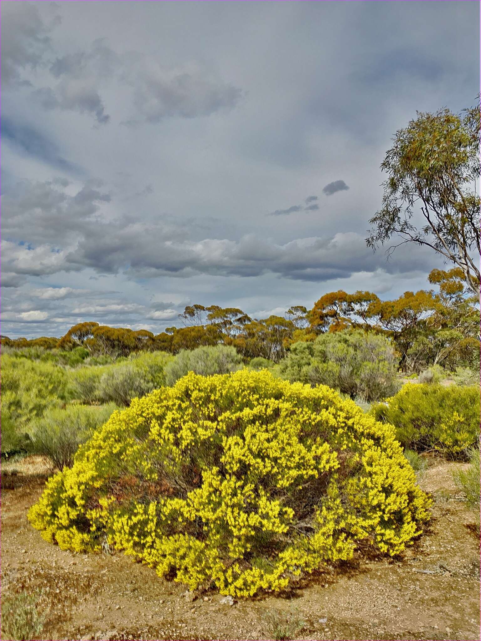 Imagem de Acacia sclerophylla var. sclerophylla