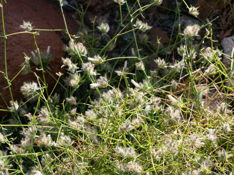 Image of Convolvulus virgatus Boiss.