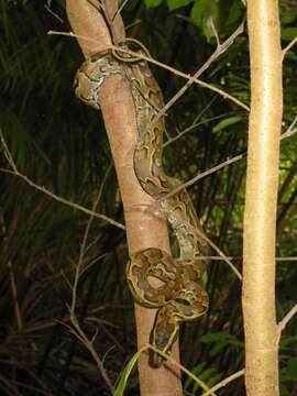 Image of African rock python