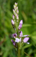 Image de Dactylorhiza iberica (M. Bieb. ex Willd.) Soó